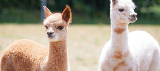 Cozy vacation apartment on the alpaca farm in Mohlsdorf-Teichwolframsdorf