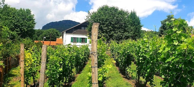 Haus mitten in den Weinbergen - Haus 44. Frühstücksservice möglich! in Liběšice