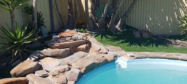 Magnificent Mid Century Modern Pool house between CBD/Glenelg. Sleeps 22 in Camden Park