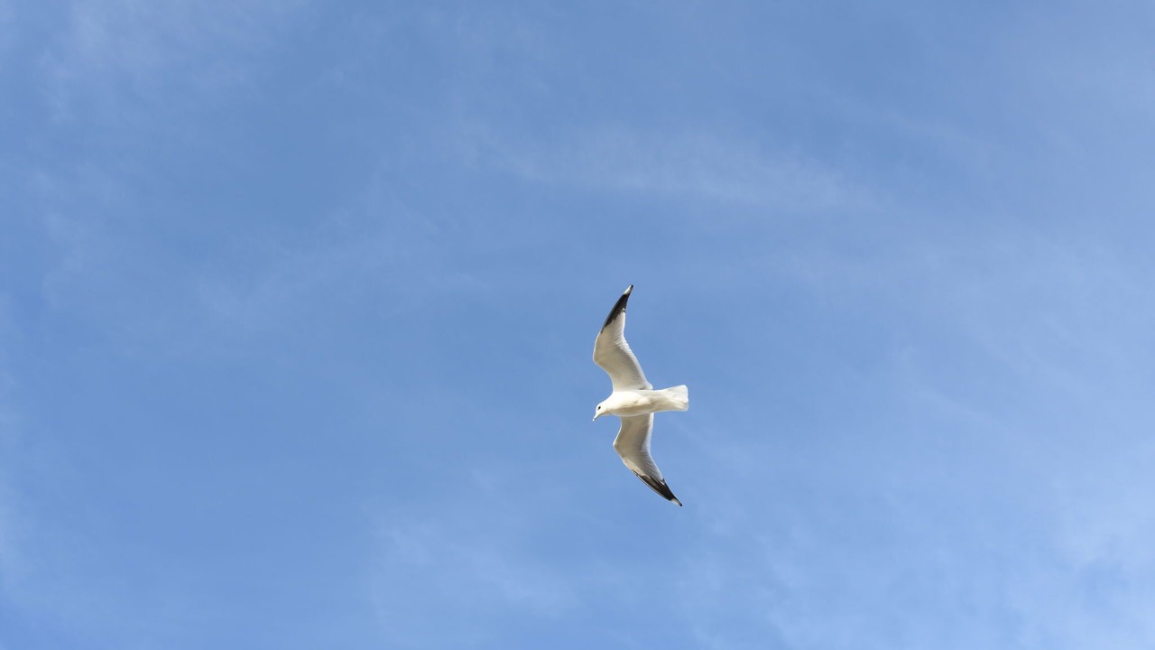 Photo of Others in Julianadorp aan zee